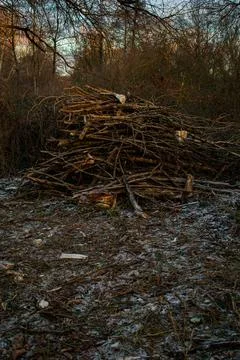 Fallen Tree Trunks in Forest at Golden Hour with Warm Sunset Light Stock Photos