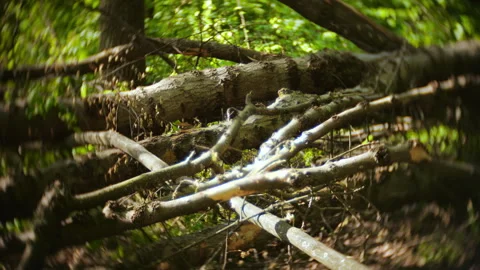 Fallen tree trunks lie scattered across the dense forest floor. Vidéo 337136071