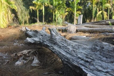 Fallen Tree Trunks in Palm Plantation Area After Land Clearing Stock Photos