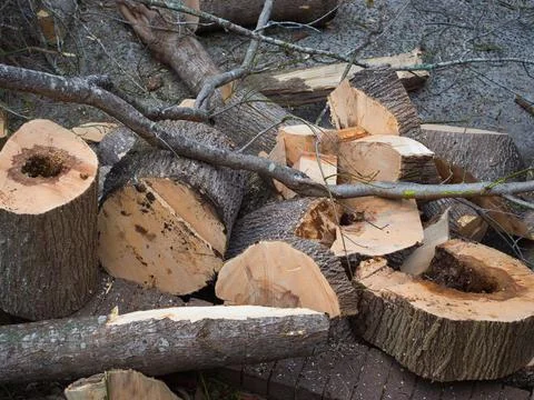 Fallen Tree Trunks Stock Photos