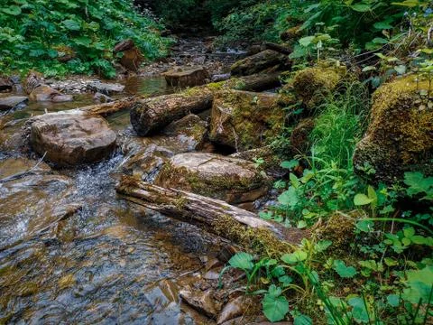 Fallen tree trunks in a water stream deep in wild forest. Natural forest back Stock Photos