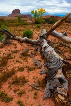 Fallen tree utah desert wild horse butte in the background Stock Photos