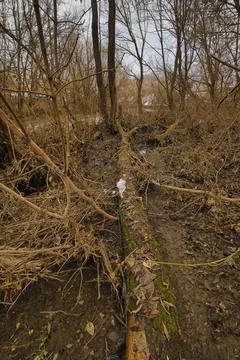 The fallen tree was brought by the river in high water Stock Photos
