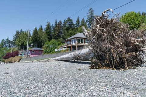 Fallen Tree Washed up on the beach of Alert Bay, British Columbia, Canada Stock Photos
