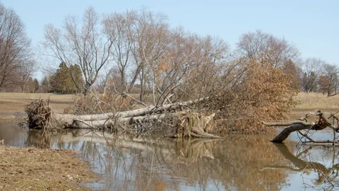 Fallen tree in the water in early spring, 4k60p Stock Footage 128788104
