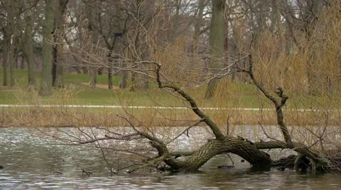 Fallen Tree in Water Stock Footage 4828231