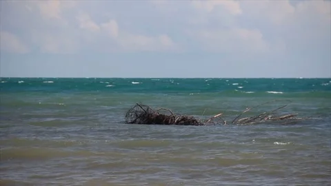 Fallen tree in water Stock-Footage 80602860