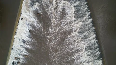 Fallen Tree in Water Stock Footage 171868465