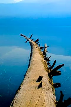 Fallen Tree In Water Stock Photos