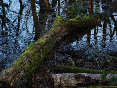 A fallen tree in the water Stock Photos