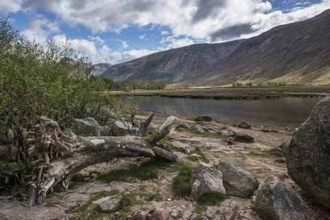 Fallen tree on waters edge Foto stock