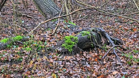 Fallen tree in the wild forest Stock Footage 299033978