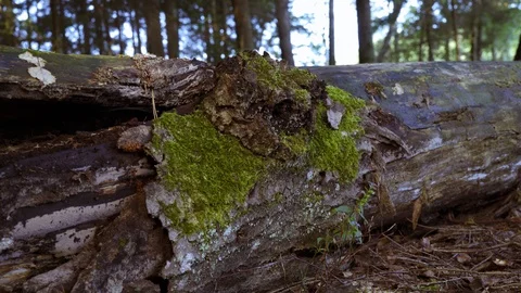 Fallen tree in wild woods Stock-Footage 94429049