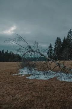 Fallen tree in winter with a bit of snow Stock Photos