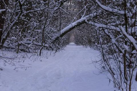 Fallen tree in winter forest above forest road Stock Photos