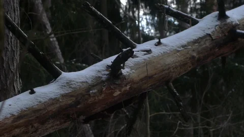 Fallen tree in a winter forest Stock Footage 123417891