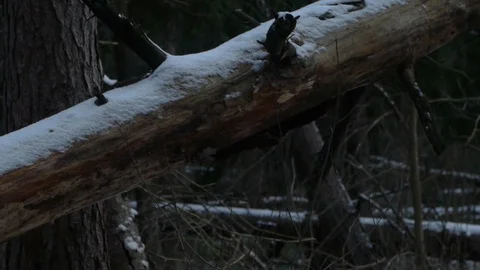 Fallen tree in a winter forest Stock Footage 123419875