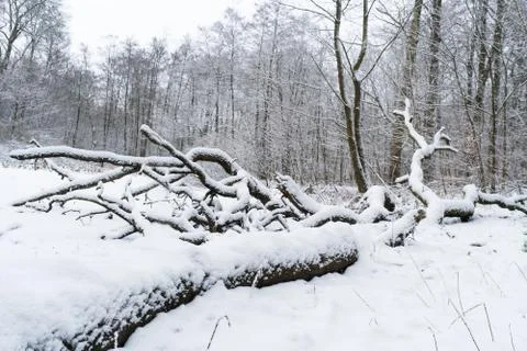 Fallen tree in winter forest Stock Photos
