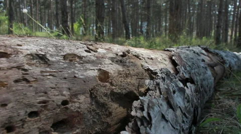Fallen tree without bark Stock Footage 52692611