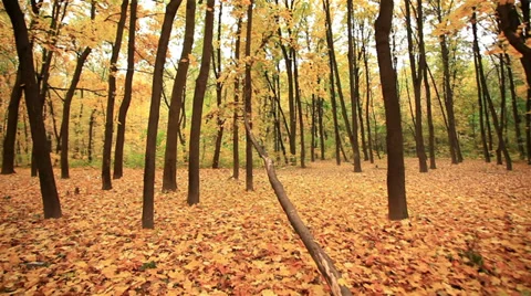 Fallen tree in  wood . Autumn. Stabilized clip Stock Footage 31823264