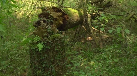 A fallen tree in a wood, static, seamless loop. Stock Footage 8600579
