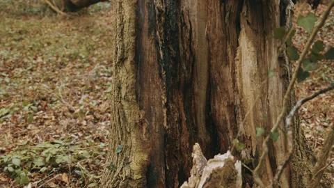 A fallen tree in the woods during winter - close up. 4K tilt up shot Stock Footage 169046605
