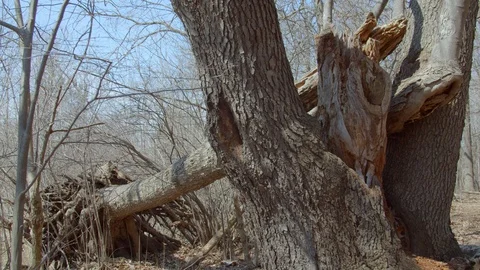 Fallen tree in the woods in early spring, 4k60p Video stock 128788414