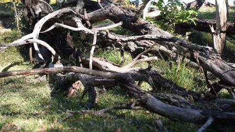 Fallen tree in the woods 스톡 동영상 89925961