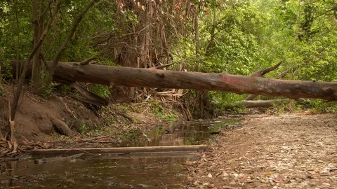 Fallen tree in the woods 스톡 동영상 108586210