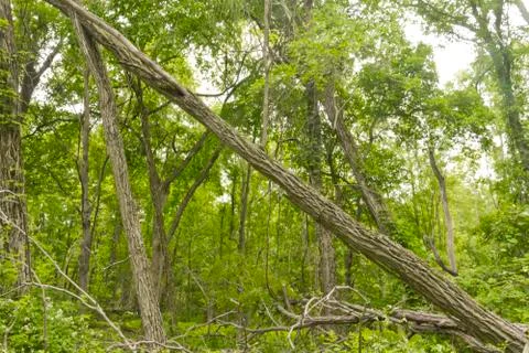 Fallen Tree Woods Stock Photos