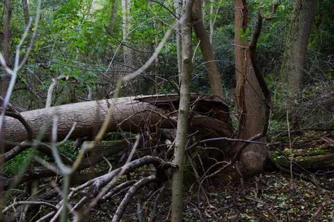 Fallen Tree in Woods Stock Photos