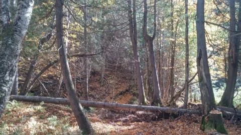 Fallen tree in woods Stock Photos