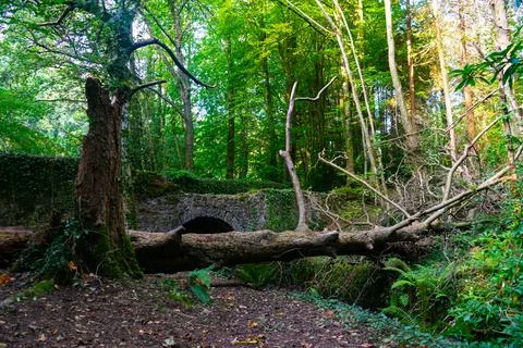 Fallen tree in the woods Stock Photos