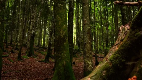 Fallen tree in the woods. Steady shot Stock Footage 80661093