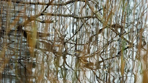 Fallen treebranch in lake Stock Footage 49606097