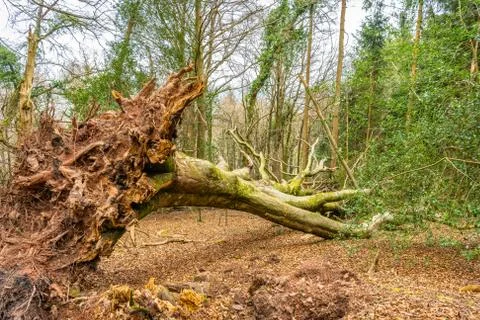 Fallen Tree,Horner Woods,Devon,England Stock-Fotos
