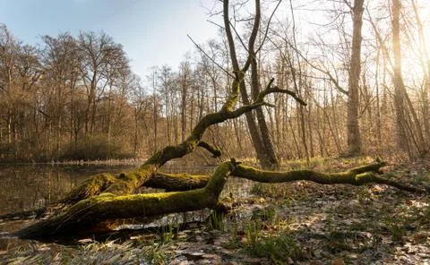 Fallen treen with moss Stock Photos