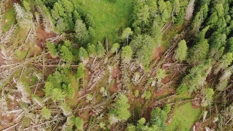 Fallen trees after strong winds in the Dolomites Italy Stock Footage 113098341