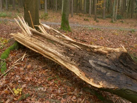 Fallen trees after windstorm Stock-Footage 81842885