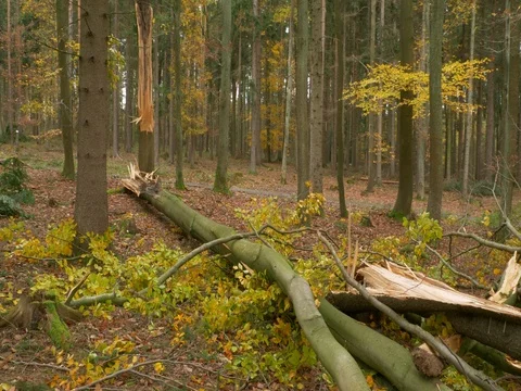 Fallen trees after windstorm Video stock 81843106