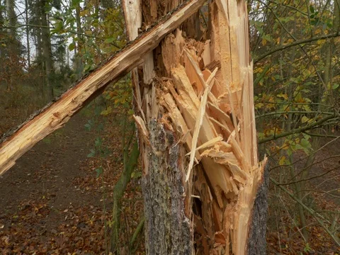 Fallen trees after windstorm Stock-Footage 81844192