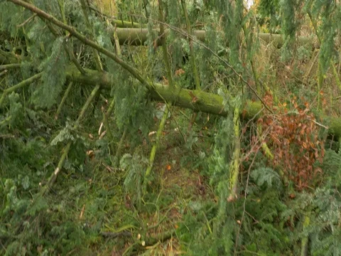 Fallen trees after windstorm Stock-Footage 81844466