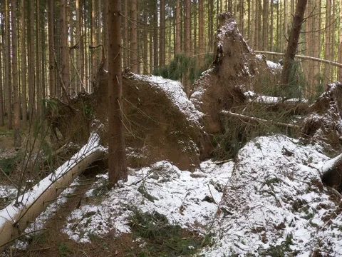 Fallen trees after windstorm Stock Footage 83619706