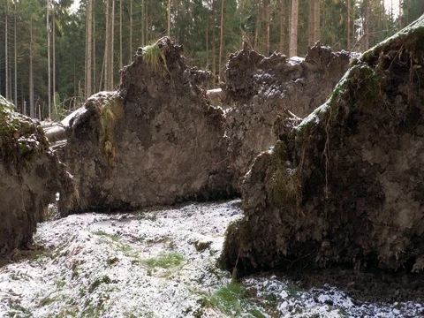 Fallen trees after windstorm Vídeo Stock 83620622