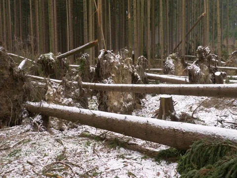 Fallen trees after windstorm Stock-Footage 83622792