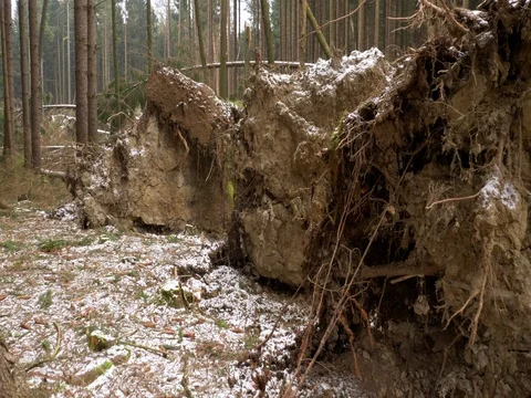Fallen trees after windstorm Stock-Footage 83623251
