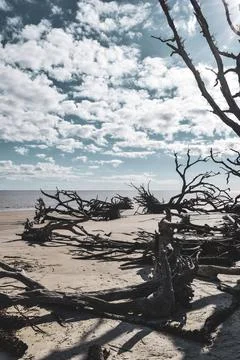 Fallen trees along the beach Stock Photos