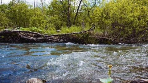 Fallen trees and branches lie along the bank of a fast mountain river. Stock Footage 111570140