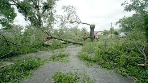 Fallen trees and branches in the street after Hurricane Irma Stock Footage 80340015