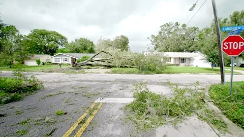 Fallen trees and branches in the street after Hurrican Irma Stock Footage 80361198